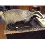 Taxidermy study of a Badger, on wooden plinth, 65c