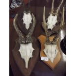 Four mounted skulls with antlers