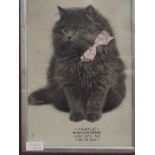 Framed print of a cat