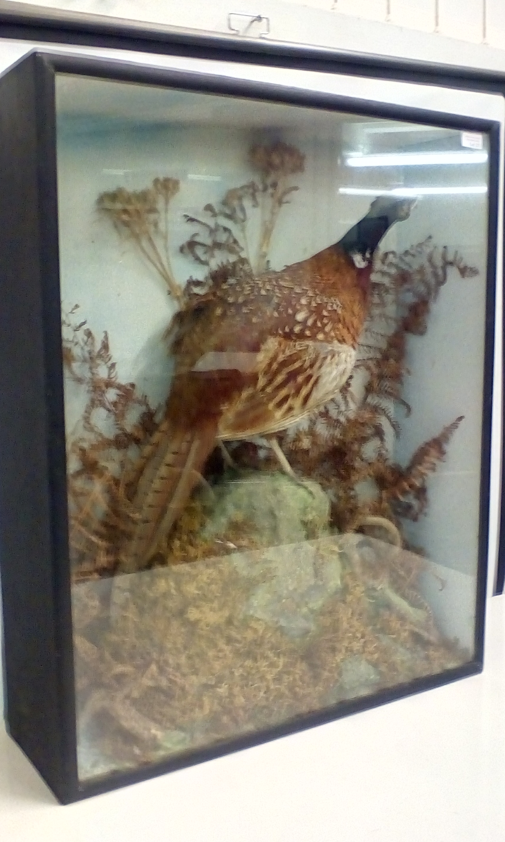 Victorian cased taxidermy pheasant on a naturalist