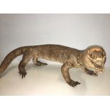 Large taxidermy lizard length-80cm