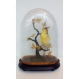 Victorian taxidermy study under a glass dome on an