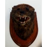 Taxidermy Otter?