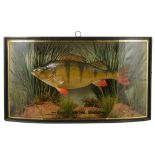 A Cased Taxidermy of a Perch by Homers: In an ebonised and gilded bow fronted case,