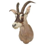 A Taxidermy of a Roan Antelope (Hippotragus Equinus): H 112 cm x W 54 cm