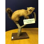 A taxidermy of a Scottish pine marten