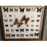 A display case containing butterflies