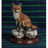 A Border Fine Arts fox