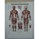 A surgeon's wall hanging of the muscular system