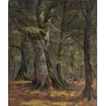 C S Meacham - unframed oil on canvas, title verso Beeches in the New Forest 51 x 41cm