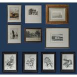 Four framed drawings of woodland animals and six others.