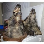 Two mounted taxidermy boars heads