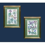 Two framed prints of flowers