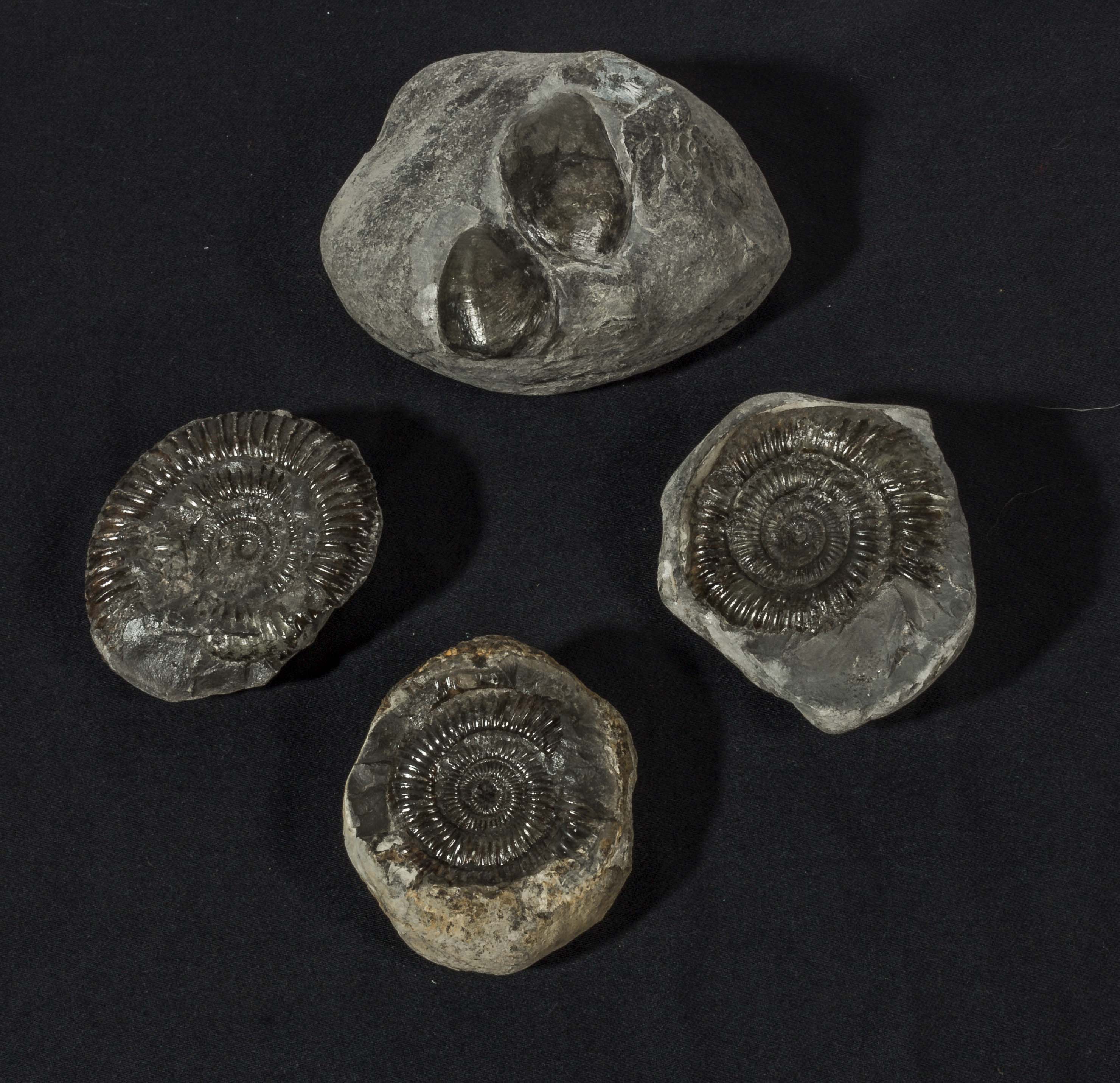 Four fossils