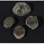 Four fossils