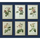 Six framed prints depicting roses