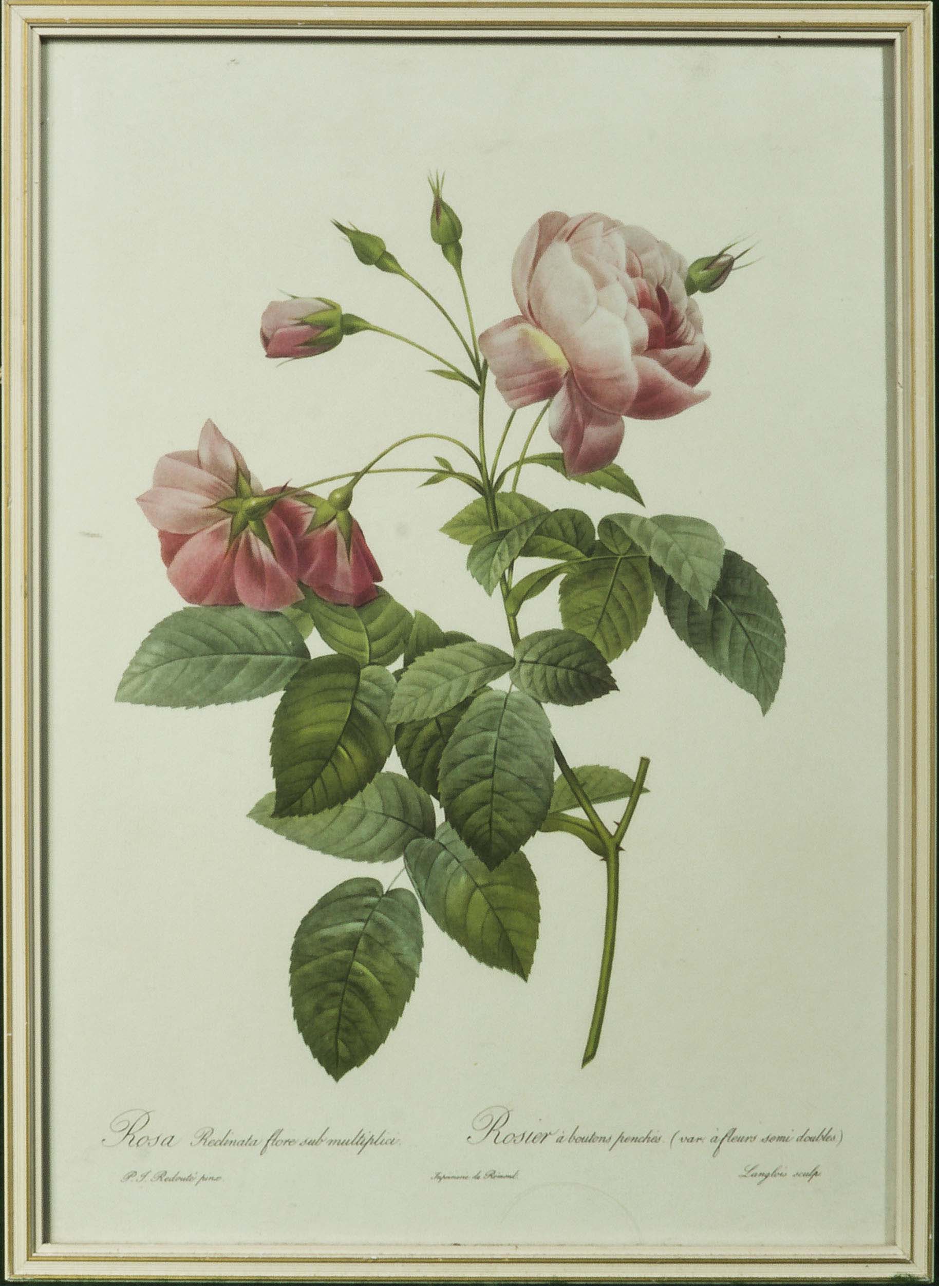 Six framed prints depicting roses - Image 2 of 7