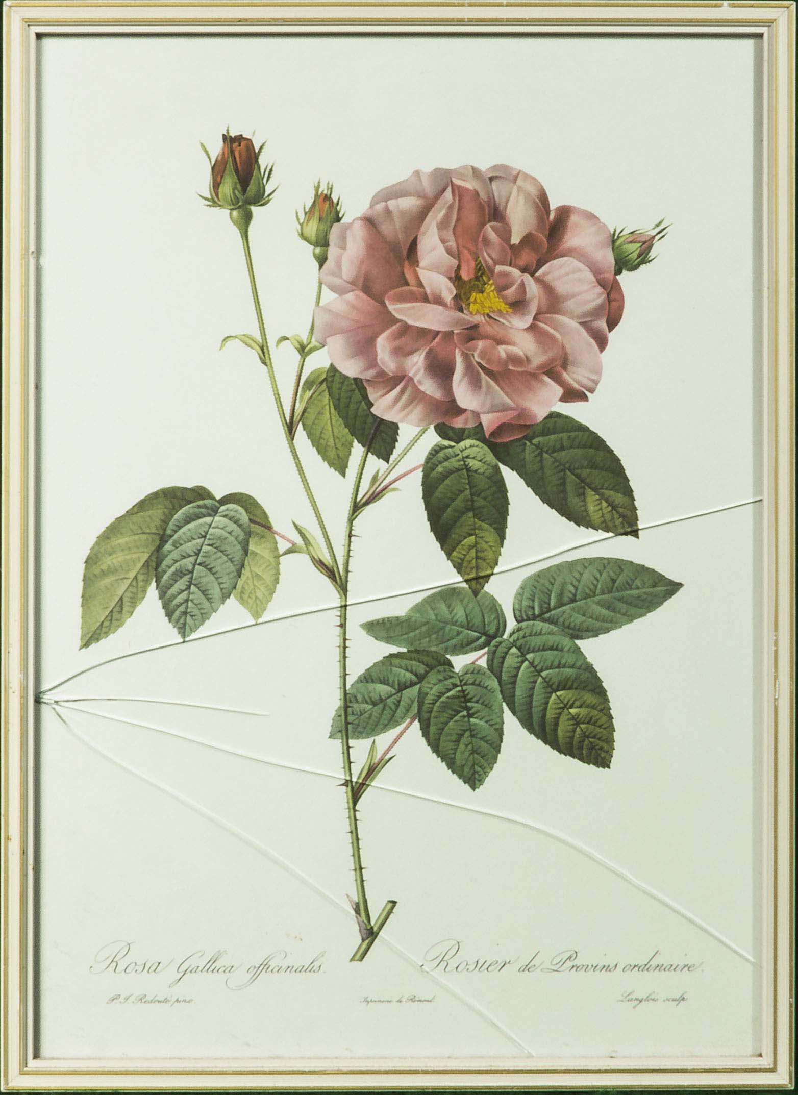 Six framed prints depicting roses - Image 7 of 7