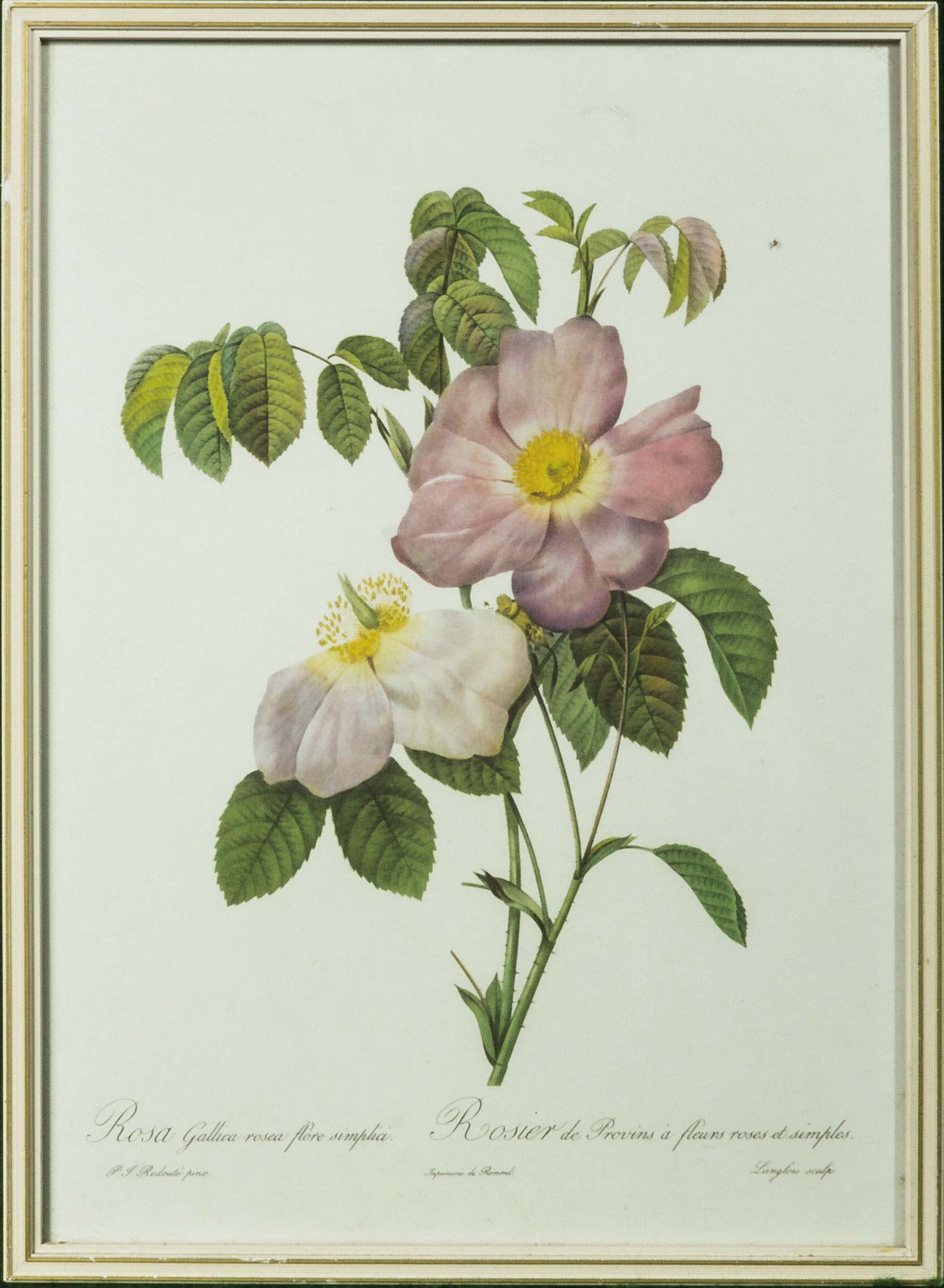 Six framed prints depicting roses - Image 6 of 7