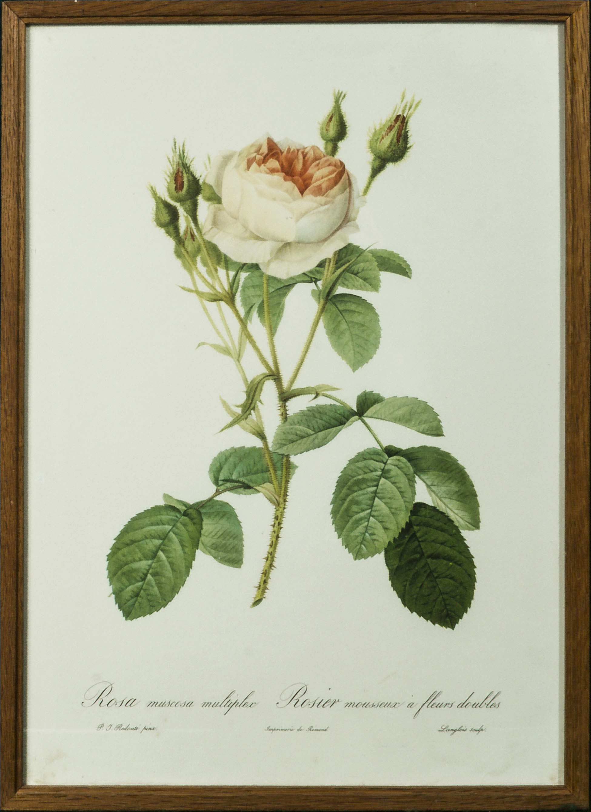 Six framed prints depicting roses - Image 5 of 7