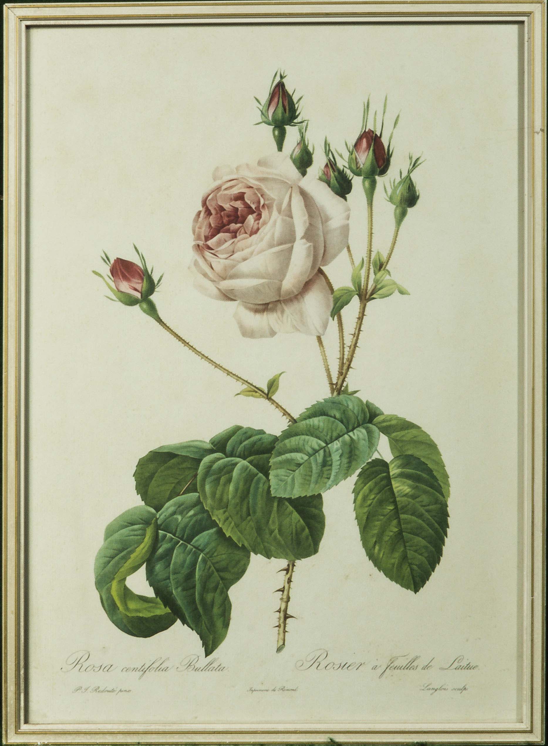 Six framed prints depicting roses - Image 4 of 7