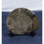 A large polished Goniatite with stand