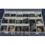 A display case with 16 fossils