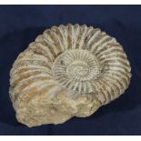 A large ammonite from Morocco 250 million years old