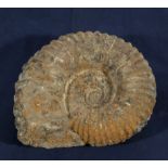 A large ammonite from Morocco 250 million years old