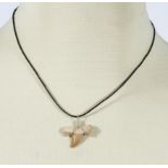 Fossil shark tooth pendant