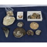 A collection of assorted fossils