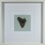 A huge framed megalodon shark tooth, 5.75 inches