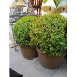 A pair of boxwood style bushes, each in a terracotta planter, 29 h