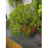 A large Rosemary bush in a terracotta planter, 30 h