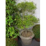 A boxwood type tree in a composition stone, basket weave, moulded planter, 60h