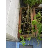 A rose bush in a terracotta planter, 33 h