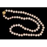 A single row of pink Freshwater Pearls on magnetic clasp