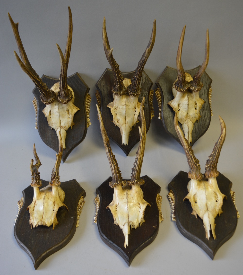 A Collection of Six Trophy Roebuck Antlers Mounted on Shields with Teeth to Side