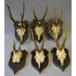 A Collection of Six Trophy Roebuck Antlers Mounted on Shields with Teeth to Side