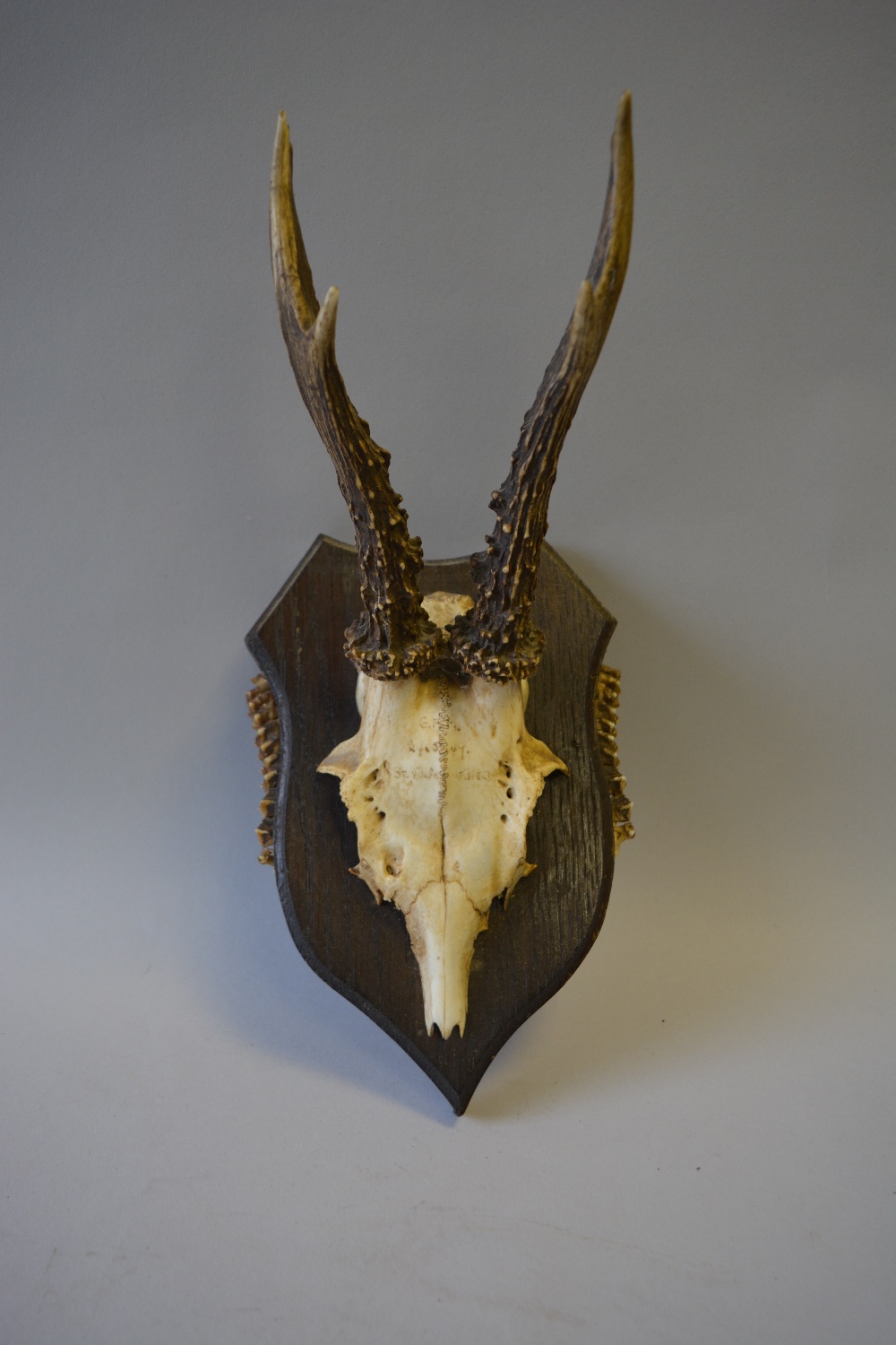 A Collection of Six Trophy Roebuck Antlers Mounted on Shields with Teeth to Side - Image 2 of 7