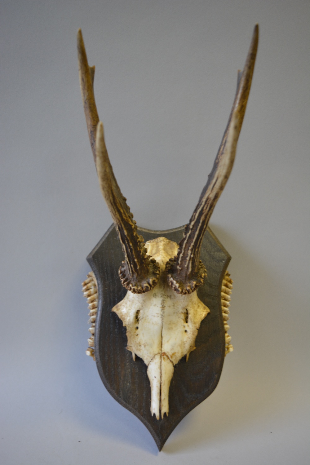 A Collection of Six Trophy Roebuck Antlers Mounted on Shields with Teeth to Side - Image 5 of 7