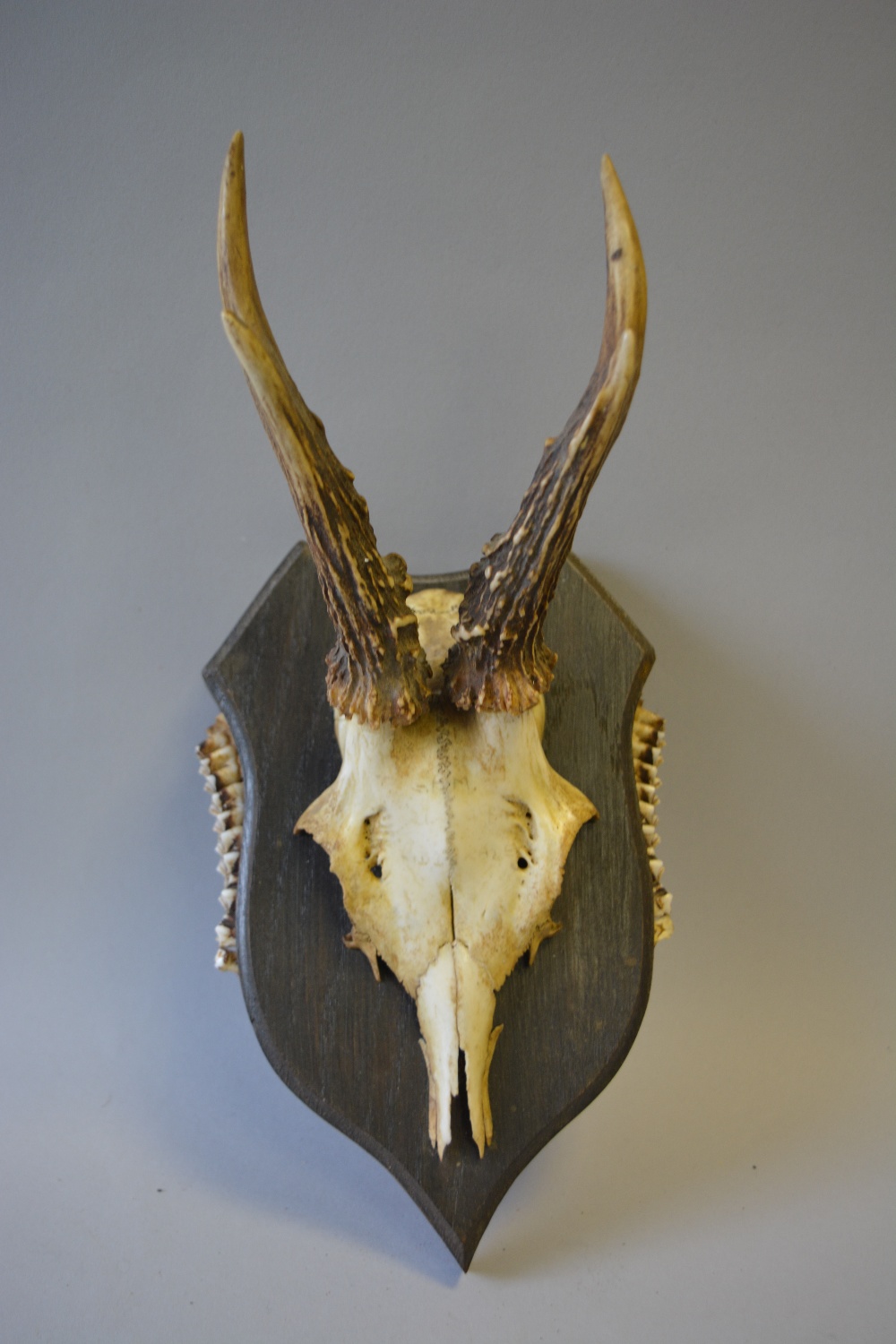 A Collection of Six Trophy Roebuck Antlers Mounted on Shields with Teeth to Side - Image 7 of 7