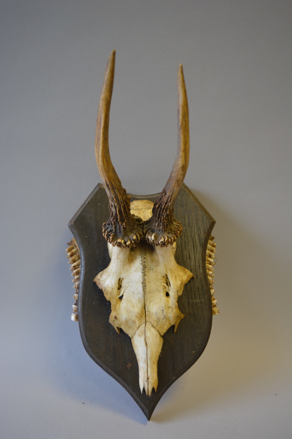 A Collection of Six Trophy Roebuck Antlers Mounted on Shields with Teeth to Side - Image 6 of 7