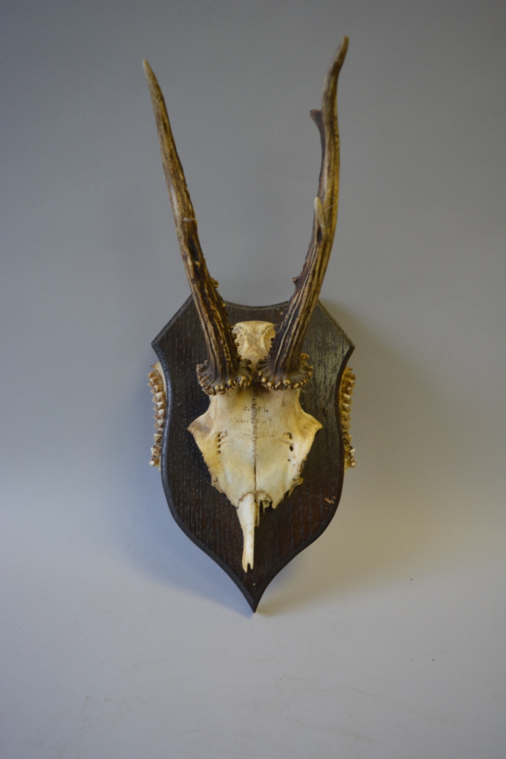 A Collection of Six Trophy Roebuck Antlers Mounted on Shields with Teeth to Side - Image 3 of 7