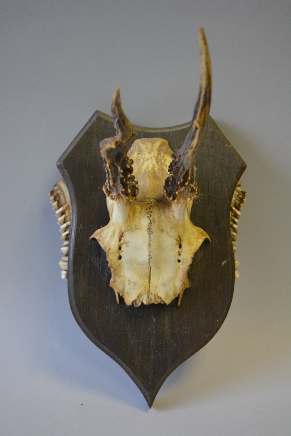 A Collection of Six Trophy Roebuck Antlers Mounted on Shields with Teeth to Side - Image 4 of 7