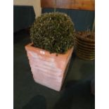 A Square Terracotta Planter Containing Box Shrub