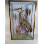 An Early 20th Century Taxidermy Heron in a Glazed Wooden Case.