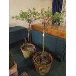 A Pair of Ribbed Terracotta Patio Planters containing Azalea Type Shrubs