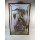 A Cased Taxidermy Study of a Heron