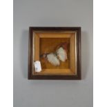 A Small Framed Preserved Study of a Butterfly,